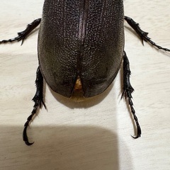 ヘラクレスオオカブト　♀成虫の画像