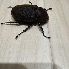 ヘラクレスオオカブト　♀成虫の画像