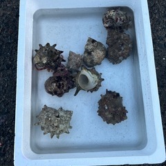 海水魚　
オニヤドカリ の画像