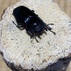 ディディエールシカクワガタの画像
