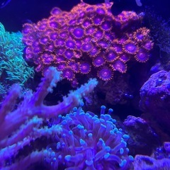 海水魚サンゴ水槽一式セットの画像