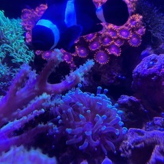 海水魚サンゴ水槽一式セットの画像