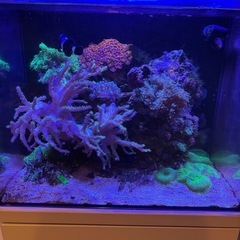 海水魚サンゴ水槽一式セットの画像