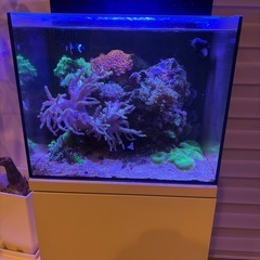 海水魚サンゴ水槽一式セットの画像