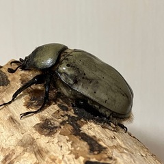 グラントシロカブト成虫♂♀ペアの画像