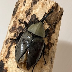 グラントシロカブト成虫♂♀ペアの画像