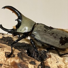 グラントシロカブト成虫♂♀ペアの画像