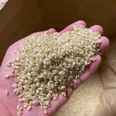 令和７年度産　ひのひかり　玄米　
30キロの画像