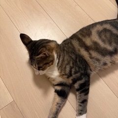 人懐っこい1歳猫ちゃん🎶