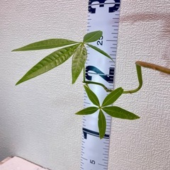 パキラ実生盆栽風仕立て×デザイン陶器鉢【選抜株】の画像