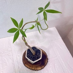 パキラ実生盆栽風仕立て×デザイン陶器鉢【選抜株】の画像