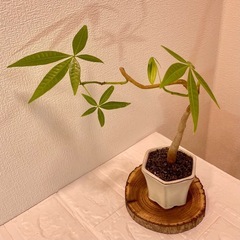 パキラ実生盆栽風仕立て×デザイン陶器鉢【選抜株】の画像