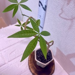 パキラ実生盆栽風仕立て×デザイン陶器鉢【選抜株】の画像