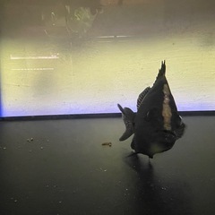 ニューギニアダトニオ　20センチ弱の画像
