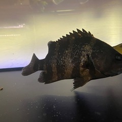 ニューギニアダトニオ　20センチ弱の画像