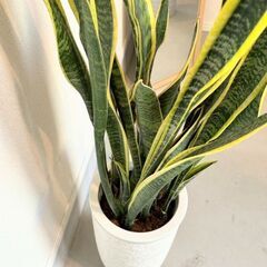 観葉植物 簡単に育てやすい サンスベリアお洒落な陶器の植木鉢付きの画像