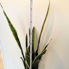 観葉植物 簡単に育てやすい サンスベリアお洒落な陶器の植木鉢付きの画像