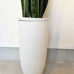 観葉植物 簡単に育てやすい サンスベリアお洒落な陶器の植木鉢付きの画像