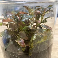 ブセファランドラ クダガンの画像