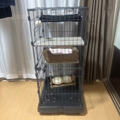 猫　ゲージの画像