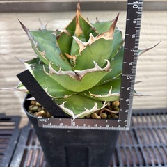 アガベ　チタノタ　ハデスの画像