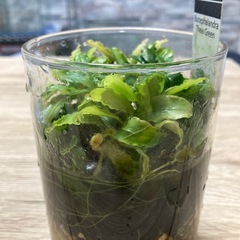 ブセファランドラ ティアグリーンの画像