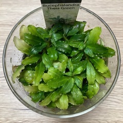 ブセファランドラ ティアグリーンの画像