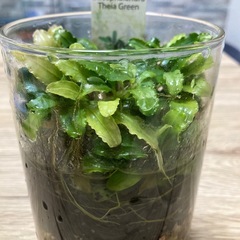 ブセファランドラ ティアグリーンの画像