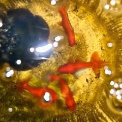 【値下げ】ブランド金魚4匹セット　隼人和錦　隼人錦の画像