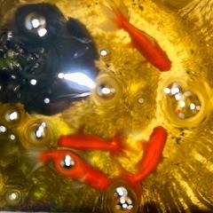 【値下げ】ブランド金魚4匹セット　隼人和錦　隼人錦の画像