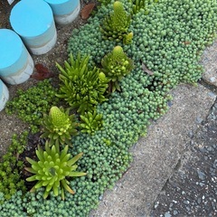☆多肉植物 ☆大きな爪蓮華☆１つ☆丈夫で育てやすい☆縁起の良い植物☆花言葉：幸運・誠実☆の画像