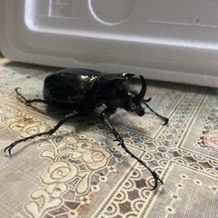 コーカサスオオカブト　オスのみの画像