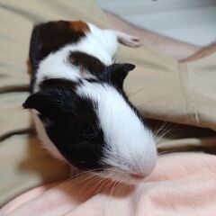 モルモット　一家
