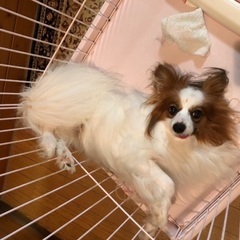 パピヨンの里親様を探しています
