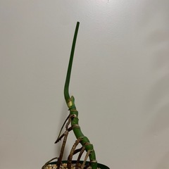 モンステラ　デリシオーサの画像