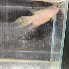 〈稚魚5匹〉ブラックパラダイスフィッシュ　闘魚　発送🉑の画像