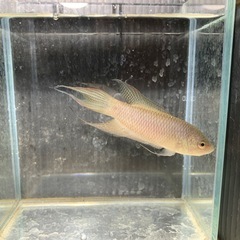 〈稚魚5匹〉ブラックパラダイスフィッシュ　闘魚　発送🉑の画像