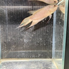 〈稚魚5匹〉ブラックパラダイスフィッシュ　闘魚　発送🉑の画像