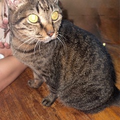 急募　保護猫　里親募集