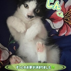 🌸里親様へ正式譲渡🌸じんくん🐈‍⬛