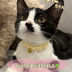 🌸里親様へ正式譲渡🌸うにちゃん︎︎ ♀