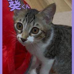 🌸里親様へ正式譲渡🌸葵くん♂