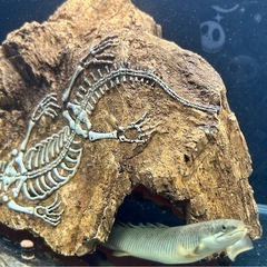 【熱帯魚】ポリプテルス・セネガルス（約20cm・2匹）健康・餌食い良好 譲渡しますの画像