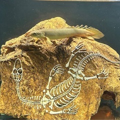 【熱帯魚】ポリプテルス・セネガルス（約20cm・2匹）健康・餌食い良好 譲渡しますの画像
