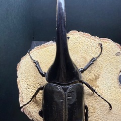 ヘラクレスオオカブト　美形固体　♂143mm単品　新成虫の画像