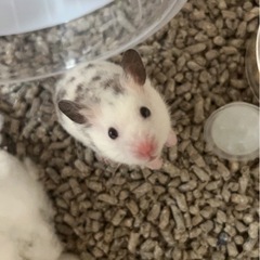 ゴールデンハムスターの画像