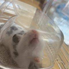 ゴールデンハムスターの画像