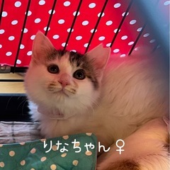 長毛美形の３きょうだい