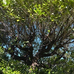 職場や学校、保育園、施設等の植樹にいかがでしょうか？樹齢100年以上　黒木　くるち　琉球黒檀　掘り起こして貰っていただける方優先の画像