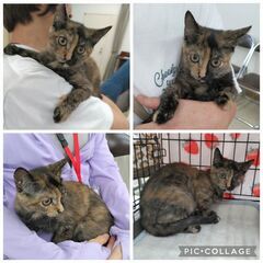 サビ柄 子猫 小柄な女の子 抱っこできます😺